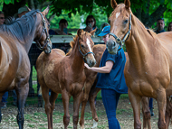 KS300622-27 - Cupboard Love's foal by Territories